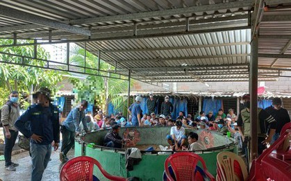 Triệt phá trường gà khủng giữa trung tâm TP Phan Thiết