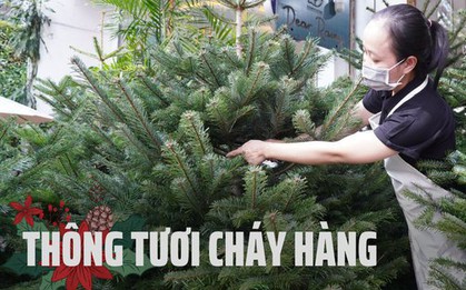 TP.HCM: Người dân chi tiền triệu mua thông tươi chơi Giáng sinh