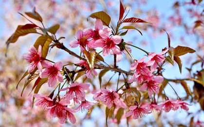 Lần đầu tiên tổ chức Lễ hội hoa Tớ Dày ở vùng cao Mù Cang Chải