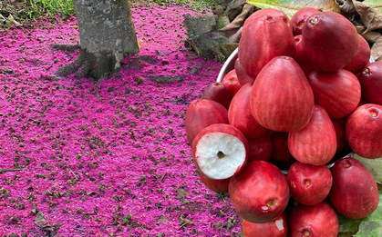 Món đặc sản miền Tây hồng rực cả một vùng đang được dân tình chia sẻ rần rần