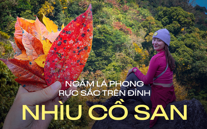 Mùa lá phong rực sắc đỏ vàng trên cung đường trekking ấn tượng ngay tại Việt Nam