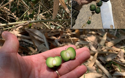 Thực hư về lời đồn thứ quả trăm năm kết trái một lần, là điềm báo của hạn hán, đói kém