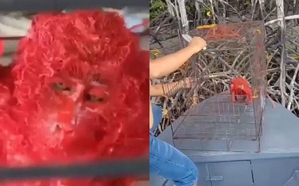 Mạng xã hội lan truyền video khỉ đỏ chót trông như sinh vật quý hiếm, sự thật phía sau là một tội ác man rợ không thể tha thứ