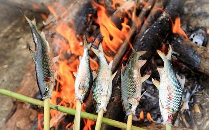 Loài cá của hiếm, cực ngon ở vùng rừng núi: Xưa rẻ, nay thành đặc sản tới 300.000 VNĐ/kg được "đỏ mắt" săn lùng