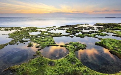 Ngỡ ngàng thảm rêu ở cung đường biển đẹp bậc nhất Việt Nam