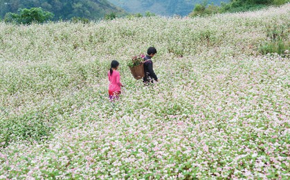 Ngỡ ngàng ngắm hoa tam giác mạch "trái mùa" ở Hà Giang khiến nhiều du khách không khỏi ngạc nhiên và thích thú