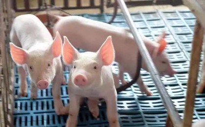 Đây là phần thịt của con lợn vừa ít dinh dưỡng lại nhiều độc tố, tốt nhất không nên ăn