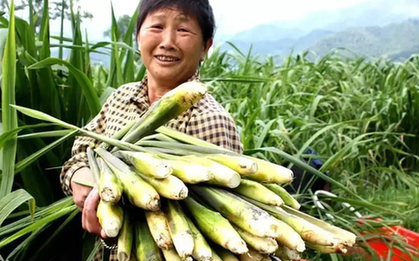 Loại rau "chân dài mỹ nữ", thế giới chỉ có Việt Nam và Trung Quốc trồng để ăn