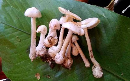 Ăn phải nấm độc, 4 người nhập viện cấp cứu