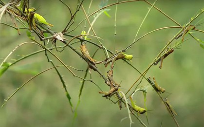 "Cơn bão'' châu chấu tàn phá hàng trăm ha cây tre ở Nghệ An