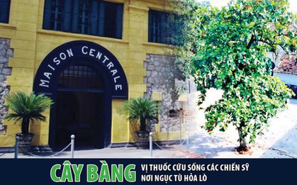 Thực hư thông tin cây bàng có tác dụng chữa bệnh, cứu sống hàng trăm chiến sỹ tại Nhà tù Hỏa Lò đang được các tour du lịch quảng bá?