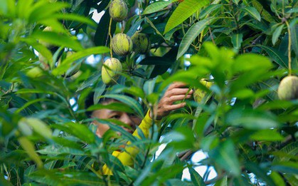 Cầu thủ U19 Việt Nam thi nhau hái xoài, giúp đàn chị đội tuyển nữ tìm dép
