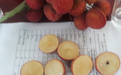 Sản xuất thành công vải thiều không hạt, quả to, cùi dầy, có vị giòn ngọt đặc trưng