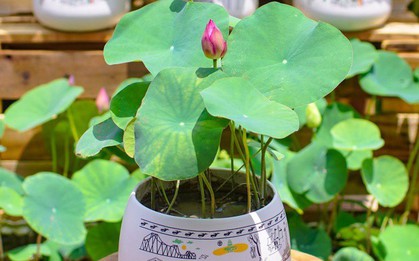3 loại hoa ưa nước, chỉ cần bạn tưới nhiều, lá sẽ xanh mướt, hoa nở đầy