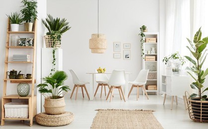 5 loại cây giúp xua tan nắng nóng ngày hè, trồng trong nhà để không gian mát mẻ, tươi mới hơn