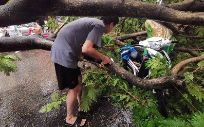 Hà Nội mưa to gió lớn, cây xanh bật gốc đổ trúng người đi xe máy
