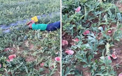 Cụ ông khóc ngất bên ruộng dưa hấu bị phá hoại khi gần đến dịp thu hoạch, công an vào cuộc xác minh