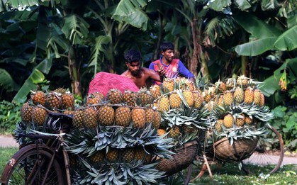 Mùa thu hoạch dứa nở rộ ở Bangladesh