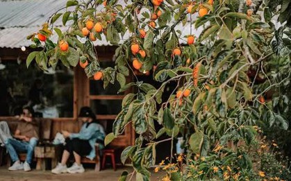 Mùa thu đến Đà Lạt: Có ai cưỡng nổi sức quyến rũ của thức quả này?