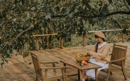 Đà Lạt vào mùa hồng chín rộ: Xem ngay rì-viu để có bộ ảnh "vườn hồng vấn vương" 10 điểm