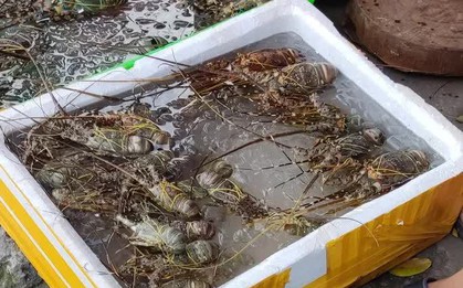 Thận trọng khi mua tôm hùm siêu rẻ