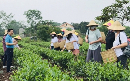 Thúc đẩy du lịch với Festival Trà Thái Nguyên