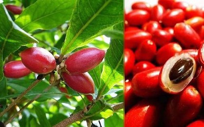 Quả thần kỳ - trái cây lạ khiến mọi thức ăn đều có vị ngọt, nhưng cần đặc biệt lưu ý khi ăn