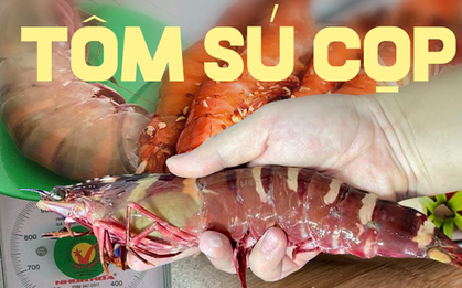 Đắt hơn cả tôm hùm, loại tôm này có giá gần 2 triệu/kg, khách đặt hàng cả tháng mới mua được
