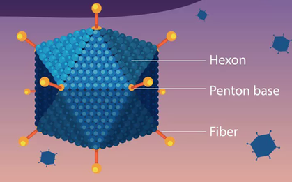 Bệnh do virus Adeno từng bùng phát thành dịch tại Việt Nam