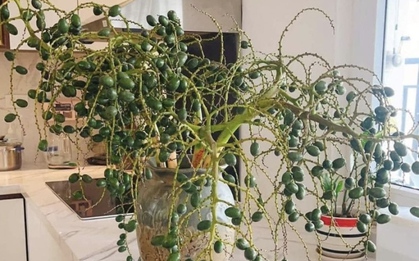 Khách thích trưng đồ độc lạ, cành cọ, cành thanh long bỗng chốc hút hàng