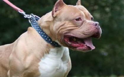 Hàng loạt vụ chó pitbull tấn công, cắn chết người kinh hoàng