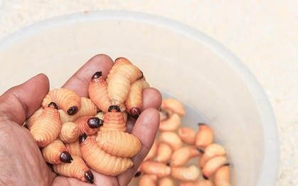 Các phi hành gia NASA có thể sẽ ăn đuông dừa trong các chuyến bay dài ngày trên vũ trụ