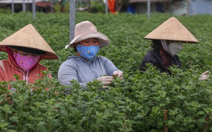 Sinh viên, công nhân thất nghiệp “ngắt lá, bẻ nụ hoa” kiếm tiền triệu tiêu Tết