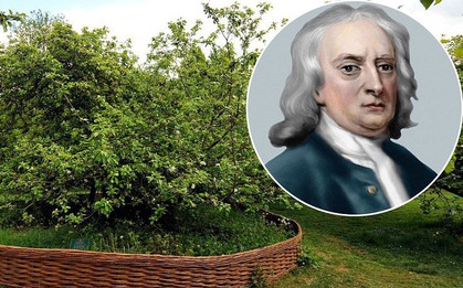 Sự thật về giai thoại quả táo rơi trúng đầu Newton để nghĩ ra định luật hấp dẫn mà cả thế giới vẫn tin suốt 400 năm qua