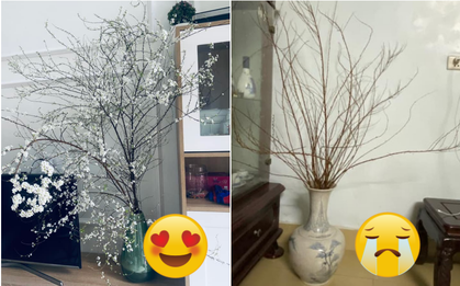 30 Tết nhưng "đại chiến" tuyết mai vẫn chưa có hồi kết: Người vẫn là củi khô, nhà nở hoa rực rỡ