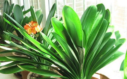 Lan quân tử - Loài hoa sang trọng, tốt cho phong thủy vào nhà bạn dịp Tết