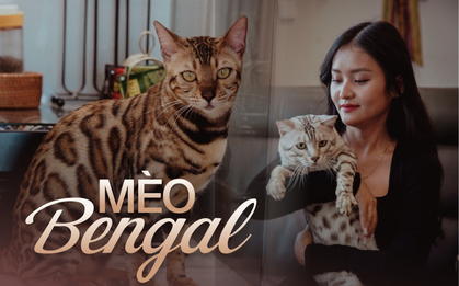 Năm Mão nói chuyện nuôi mèo Bengal - thú cưng của người có tiền: Giá cả trăm triệu, tiền nuôi hàng tháng cũng không vừa