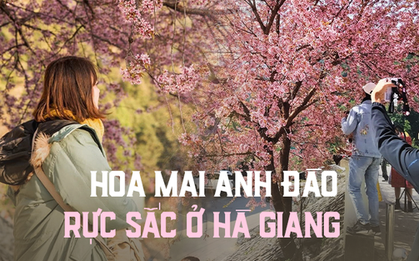 Mê mẩn sắc mai anh đào ở Hà Giang những ngày đầu năm