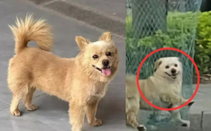 Hưởng ứng "làn sóng càn quét chó hoang", nam bảo vệ đánh chết chú chó sống trong trường đại học khiến sinh viên phẫn nộ
