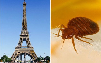 Côn trùng hút máu người tấn công thủ đô Paris (Pháp): Sự kiện lớn tầm cỡ thế giới bị đe dọa nghiêm trọng