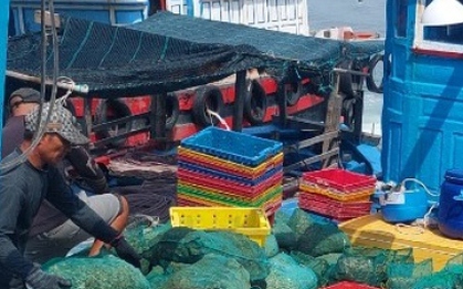 Tôm hùm, hàu chết bất thường chỉ trong thời gian ngắn ở Khánh Hòa