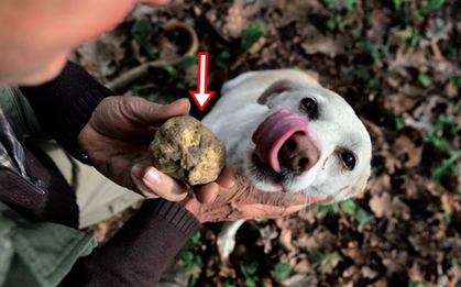 Đem "cục đất" chó cưng đào được đi kiểm định, chủ nhân choáng váng khi biết giá trị thật