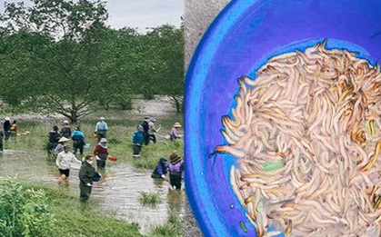 Huy động gia đình lội nước ngày lạnh, bắt "lộc trời" thu về cả triệu đồng/ngày