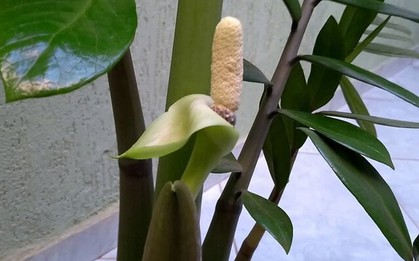 Làm thế nào để cây kim tiền ra hoa?