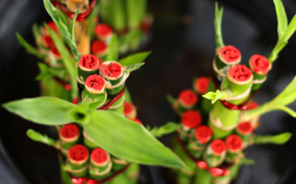 Loại cây có tác dụng chiêu tài gọi lộc, mang may mắn đến cho sự nghiệp, được bày trên bàn thờ vì lý do đặc biệt này