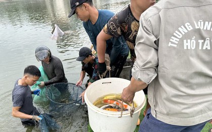 Hà Nội: Cận cảnh di chuyển toàn bộ 8 tấn cá koi khỏi hồ Đầm Đông