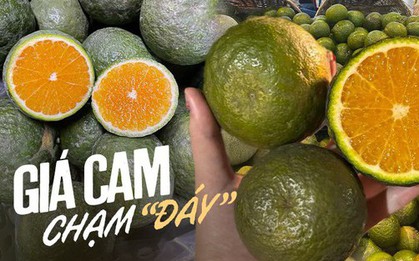Lặp lại "điệp khúc" của năm ngoái, giá cam sành tiếp tục rớt mạnh, chỉ vài nghìn đồng/kg, người mua khen nức nở... vẫn ế