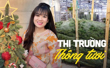 Mùa Giáng sinh: Thông tươi Đan Mạch có giá tiền triệu/cây nhưng vẫn không làm "chùn bước" người tiêu dùng