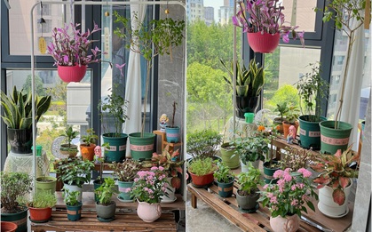 Quyết tâm không bỏ phí ban công dù nhỏ, cô giáo trẻ mát tay trồng được gần 100 chậu hoa khoe sắc