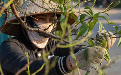 Làng đào Nhật Tân vào mùa tuốt lá, chuẩn bị đón Tết Nguyên đán 2024